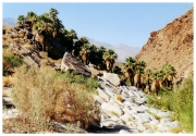12 - Palm Spring (0)